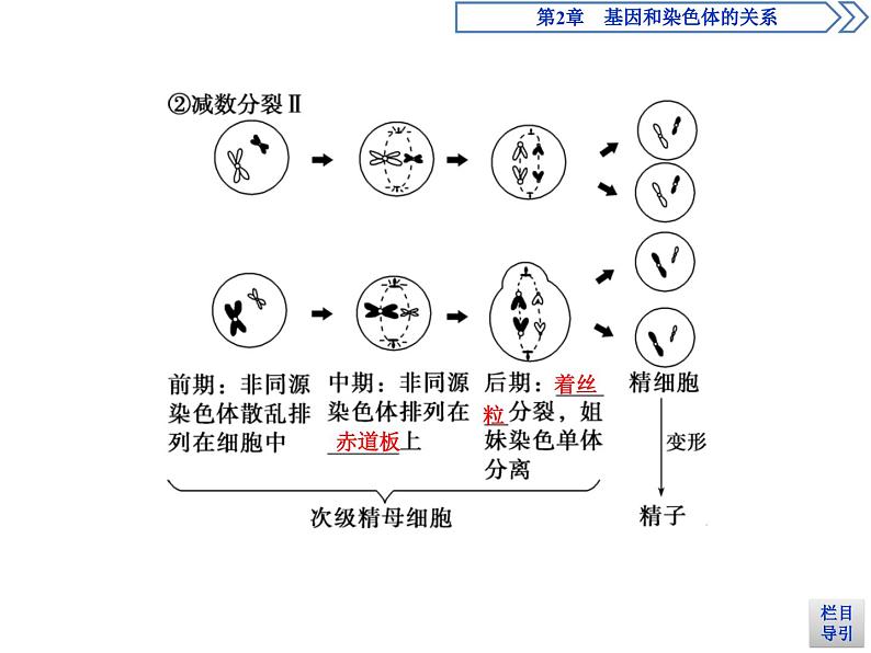 高中生物必修二《第1节 减数分裂和受精作用》ppt课件2-统编人教版第6页