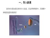 高中必修二生物《第1节 DNA是主要的遗传物质》ppt课件3-统编人教版