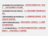 高中必修二生物第3章《基因的本质》复习ppt课件3-统编人教版