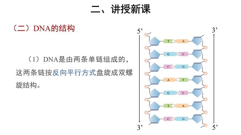 高中生物必修二《第2节 DNA的结构》ppt课件-统编人教版03