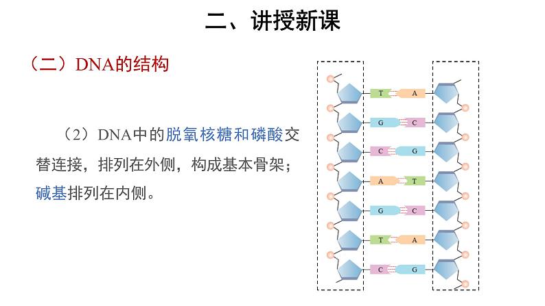 高中生物必修二《第2节 DNA的结构》ppt课件-统编人教版04