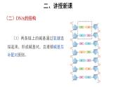 高中生物必修二《第2节 DNA的结构》ppt课件-统编人教版