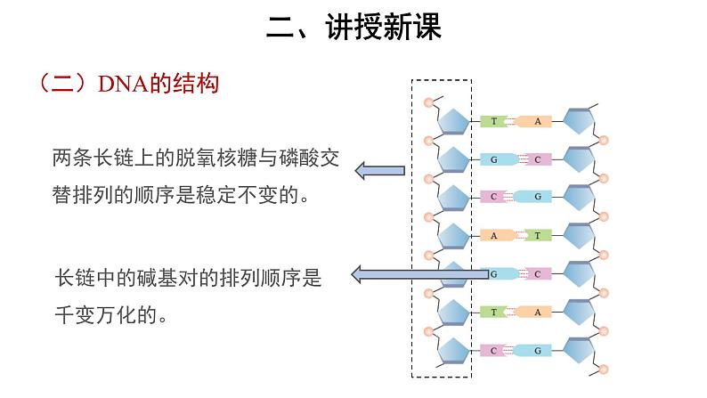 高中生物必修二《第2节 DNA的结构》ppt课件-统编人教版07