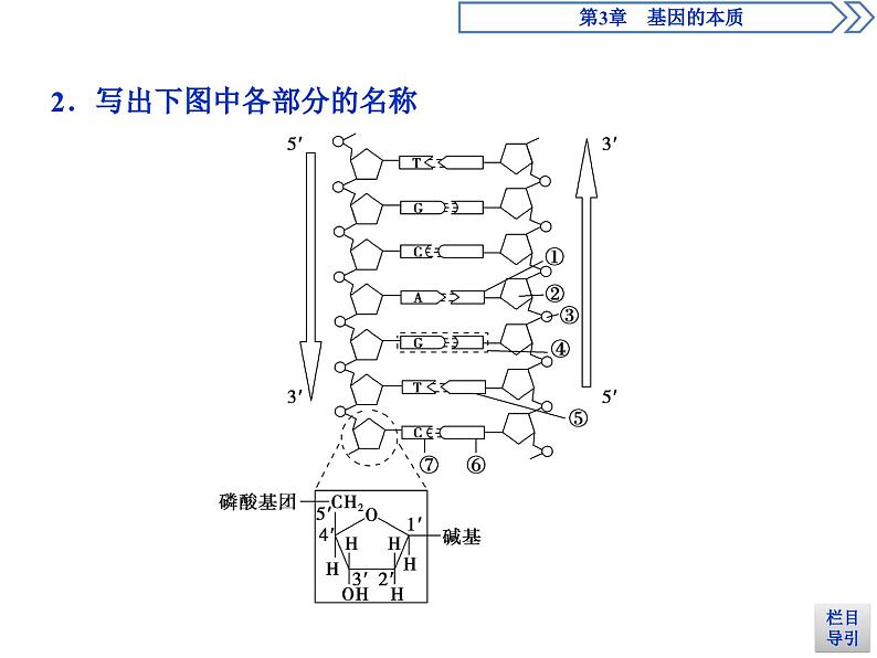 高中生物必修二《第2节 DNA的结构》ppt课件2-统编人教版05
