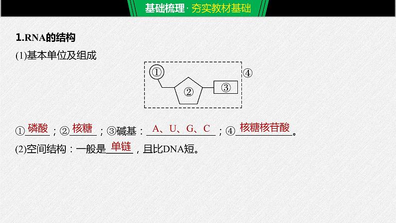 高中必修二生物《第1节 基因指导蛋白质的合成》ppt课件3-统编人教版第5页