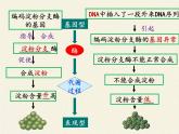 高中必修二生物《第2节 基因表达与性状的关系》ppt课件3-统编人教版