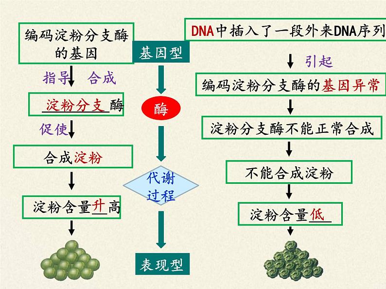 高中必修二生物《第2节 基因表达与性状的关系》ppt课件3-统编人教版第5页