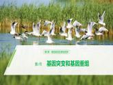 高中生物必修二《第1节 基因突变和基因重组》ppt课件2-统编人教版