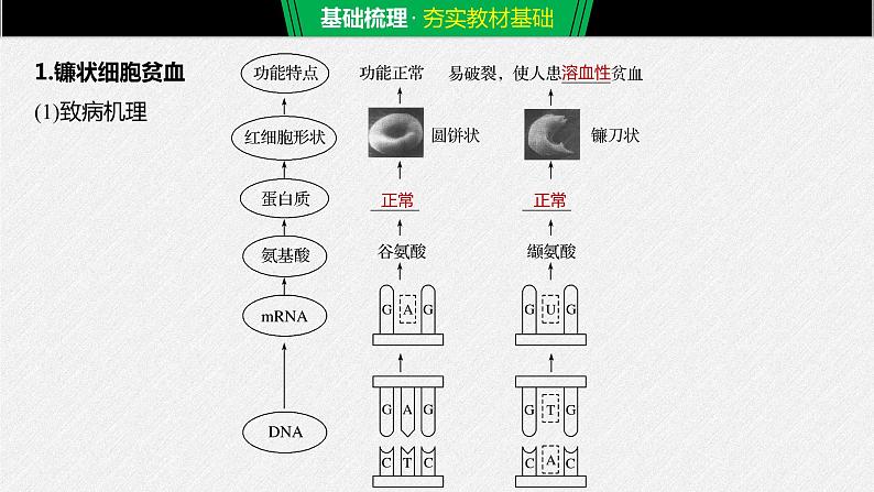 高中生物必修二《第1节 基因突变和基因重组》ppt课件2-统编人教版第5页