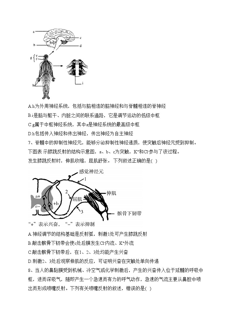 （2）神经调节——2023-2024学年高二生物学浙科版（2019）寒假温故知新(含答案)03