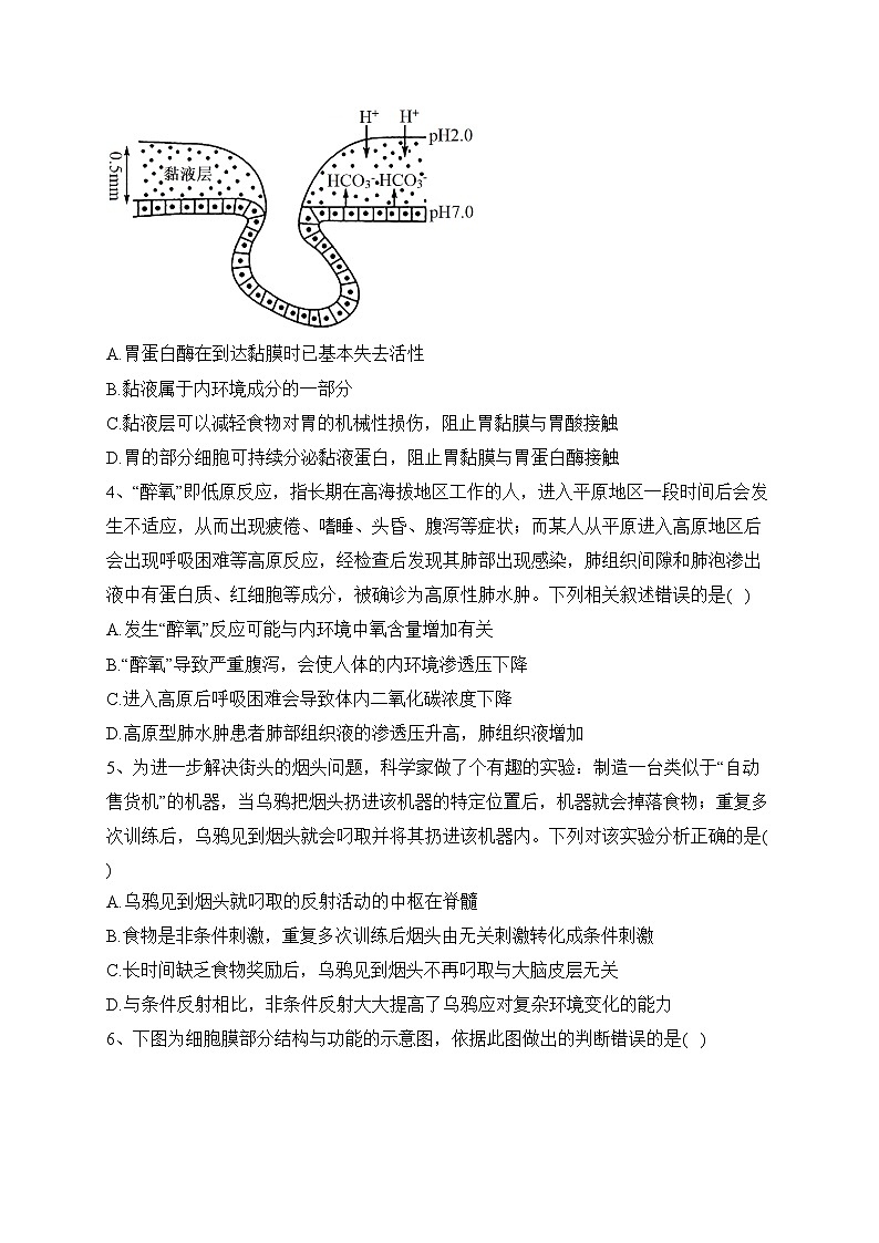 湖北省部分省级示范高中2023-2024学年高二上学期期中联考生物试卷(含答案)02