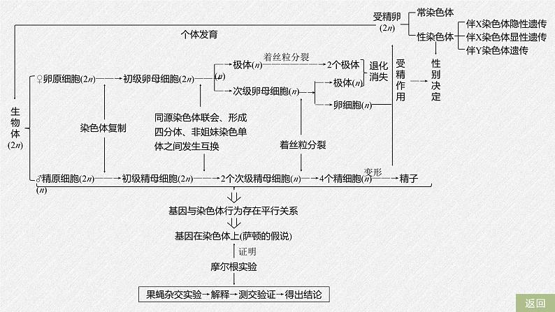 高中生物必修二第2章《基因和染色体的关系》章末复习教学课件-统编人教版第4页