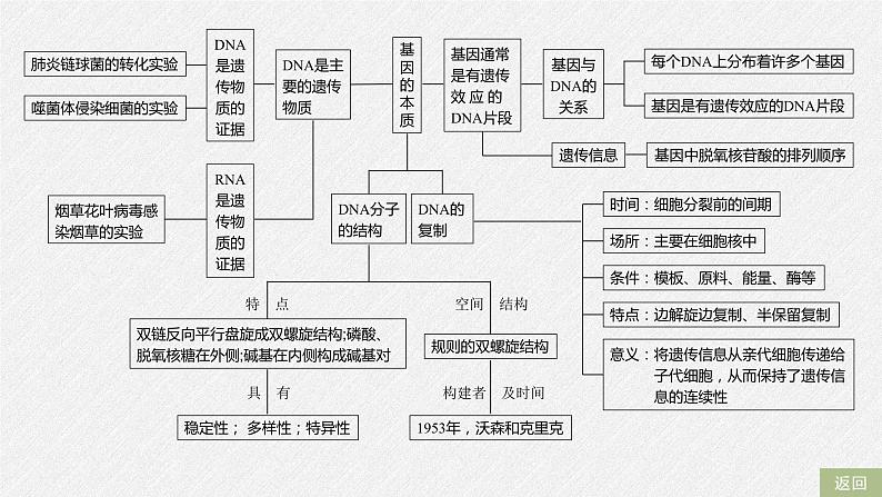 高中生物必修二第3章《基因的本质》复习ppt课件1-统编人教版第4页