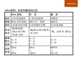 高中生物必修二第4章《本章综合与测试》ppt课件2-统编人教版