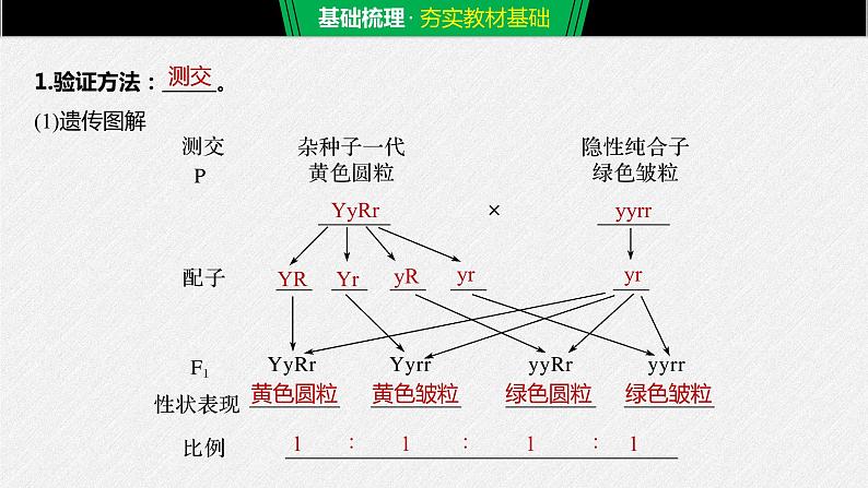 生物高中必修二《第2节 孟德尔的豌豆杂交实验（二）》ppt课件4-统编人教版第5页