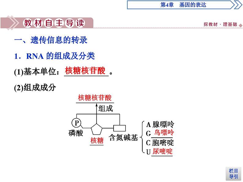 生物高中必修二《第1节 基因指导蛋白质的合成》ppt课件4-统编人教版第4页