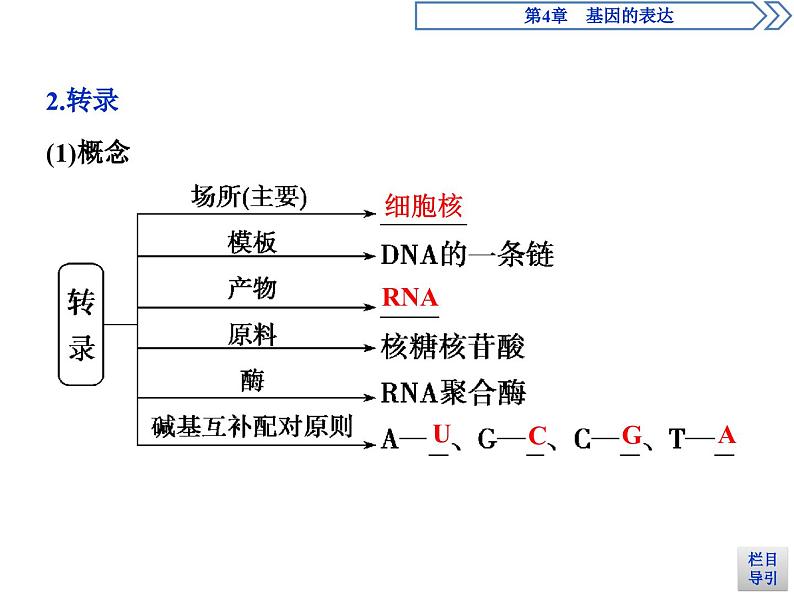 生物高中必修二《第1节 基因指导蛋白质的合成》ppt课件4-统编人教版第7页