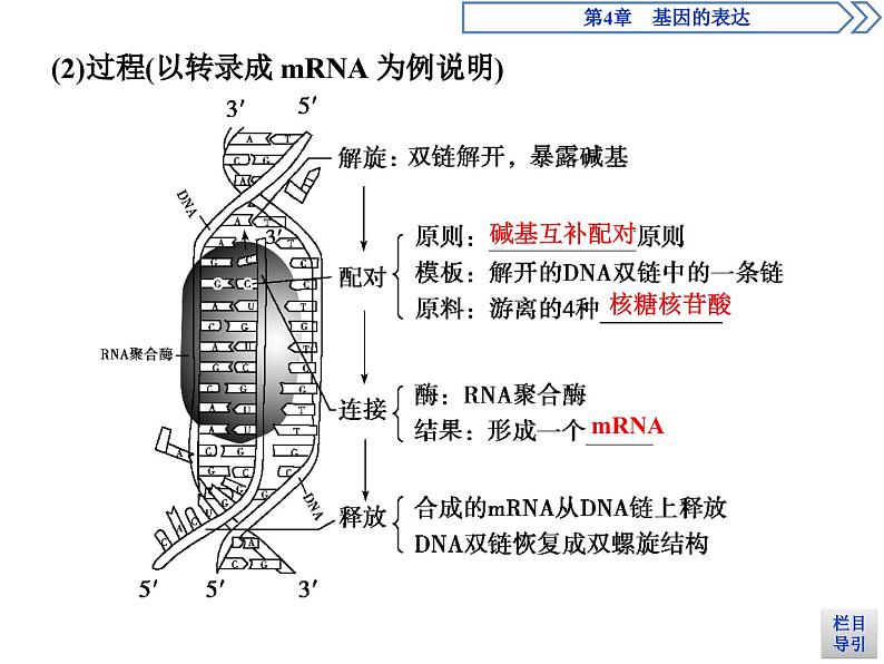 生物高中必修二《第1节 基因指导蛋白质的合成》ppt课件4-统编人教版第8页