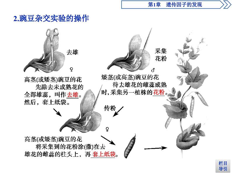 生物高中必修二《第1节 盂德尔的豌豆杂交实验（一）》ppt课件4-统编人教版第5页