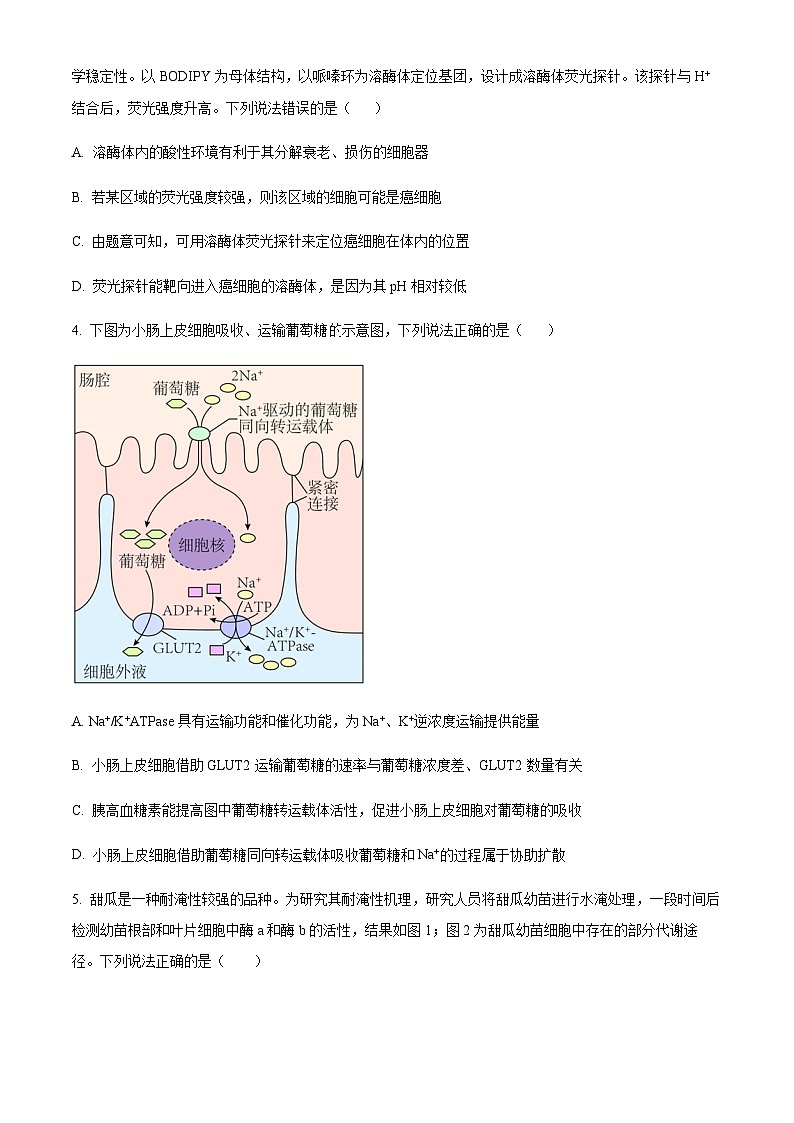 2023-2024学年山东省滨州市高三上学期11月期中考试生物含解析02