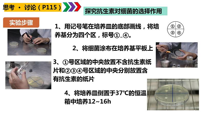 人教版高中生物必修二6.3.2 隔离在物种形成中的作用课件.pptx第3页