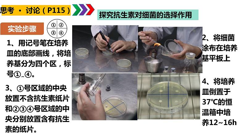 人教版高中生物必修二6.3.2 隔离在物种形成中的作用课件.pptx第4页