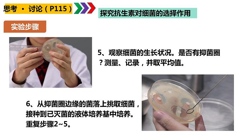 人教版高中生物必修二6.3.2 隔离在物种形成中的作用课件.pptx第5页