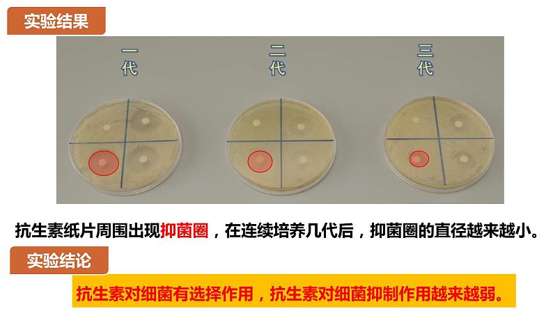 人教版高中生物必修二6.3.2 隔离在物种形成中的作用课件.pptx第6页