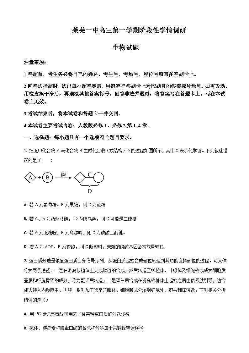 山东省济南市莱芜第一中学2024届高三上学期期中考试生物试题第1页
