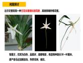 人教版高中生物必修二6.4协同进化与生物多样性的形成同步课件+同步分层练习（含答案解析）