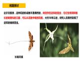 人教版高中生物必修二6.4协同进化与生物多样性的形成同步课件+同步分层练习（含答案解析）