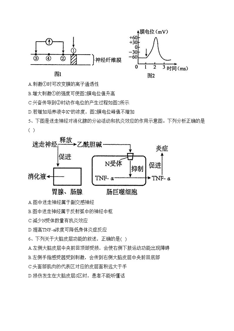 安徽省马鞍山市第二中学2022-2023学年高二上学期期末素质测试生物试卷(含答案)02