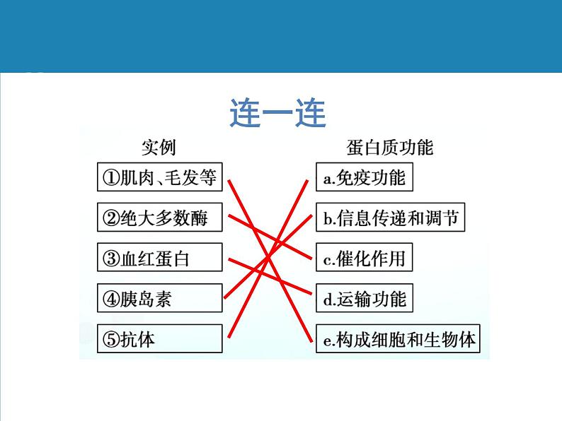 《蛋白质是生命活动的主要承担者》课件第8页