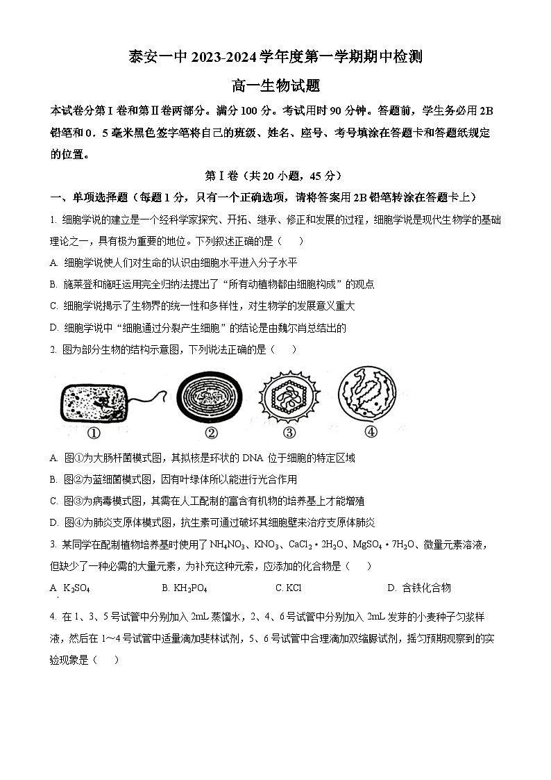 山东省泰安市第一中学东校2023-2024学年高一上学期期中考试生物试题（Word版附答案）第1页