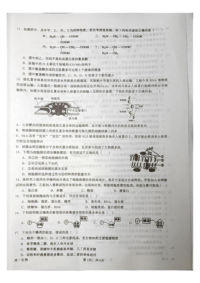 81，四川省内江市威远县2023-2024学年高一上学期12月月考生物试题第3页