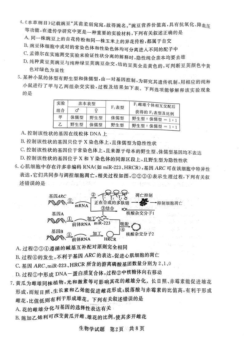 2024届八省八校高三第一次学业质量评价（T8联考）生物试题（含答案）02