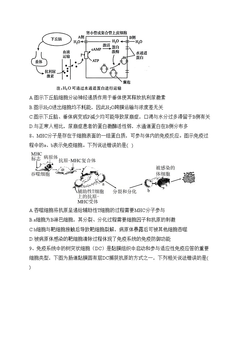 江苏省扬州市高邮市2023-2024学年高二上学期12月学情调研测试生物试卷(含答案)第3页