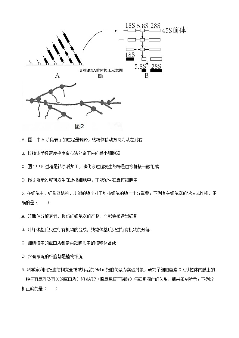 2023-2024学年湖北省腾云联盟高三上学期12月联考生物试卷含解析03