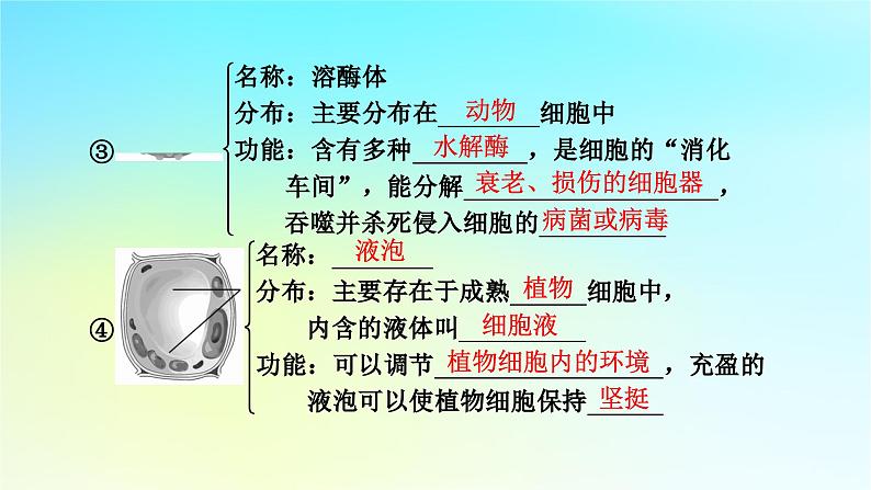 新教材2024版高中生物第3章细胞的基本结构第2节细胞器之间的分工合作课件新人教版必修108