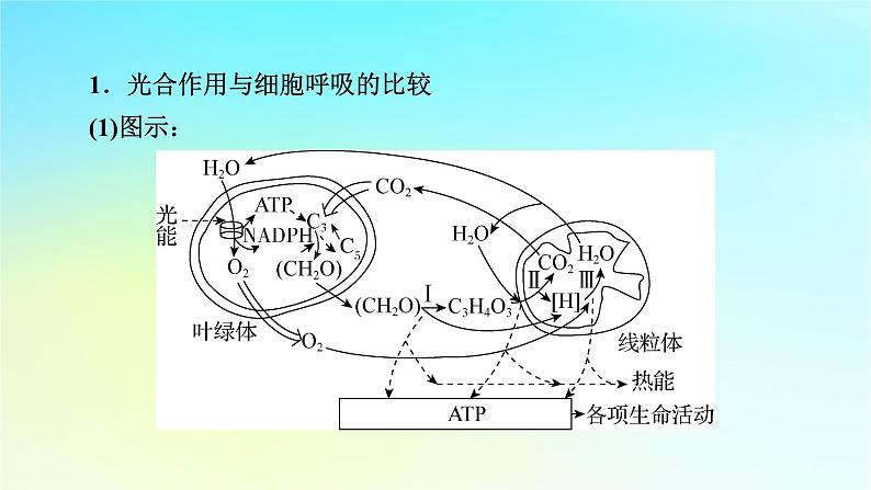 新教材2024版高中生物第5章细胞的能量供应和利用微专题2光合作用和细胞呼吸的综合应用课件新人教版必修102