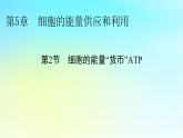 新教材2024版高中生物第5章细胞的能量供应和利用第2节细胞的能量“货币”ATP课件新人教版必修1