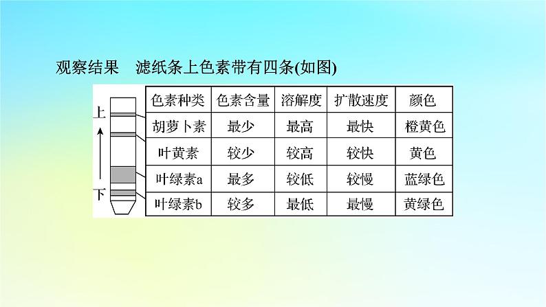 新教材2024版高中生物第5章细胞的能量供应和利用第4节光合作用与能量转化课件新人教版必修1第8页