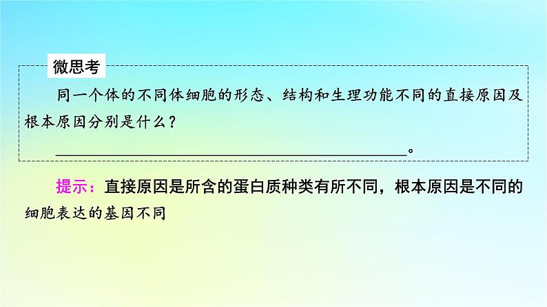 新教材2024版高中生物第6章细胞的生命历程第2节细胞的分化课件新人教版必修108