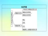 新教材2024版高中生物第6章细胞的生命历程第3节细胞的衰老和死亡课件新人教版必修1