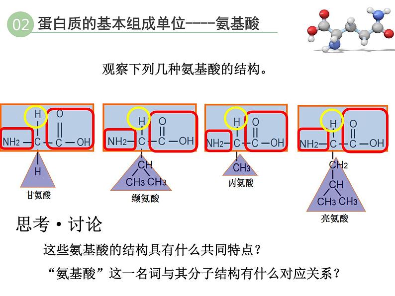 《蛋白质是生命活动的主要承担者》课件06