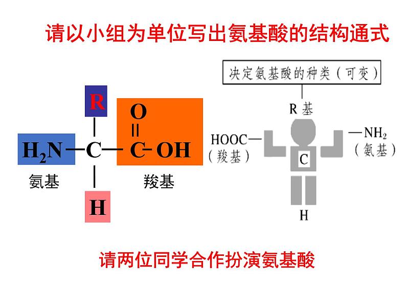 《蛋白质是生命活动的主要承担者》课件07