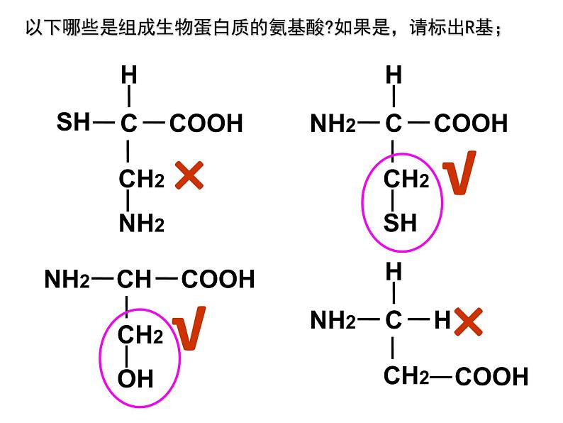 《蛋白质是生命活动的主要承担者》课件08