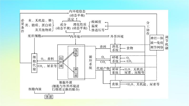 新教材2024版高中生物第1章人体的内环境与稳态章末总结课件新人教版选择性必修103