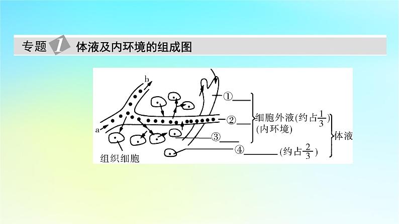 新教材2024版高中生物第1章人体的内环境与稳态章末总结课件新人教版选择性必修105