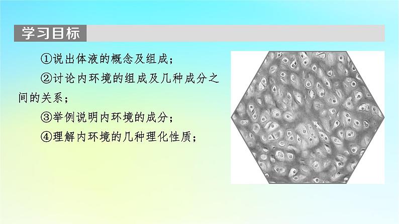 新教材2024版高中生物第1章人体的内环境与稳态第1节细胞生活的环境课件新人教版选择性必修1第2页